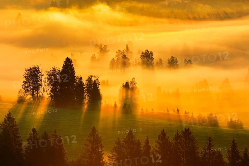 Fog and forest at the Rothenthurm high moor, Canton Schwyz, Switzerland, Europe
