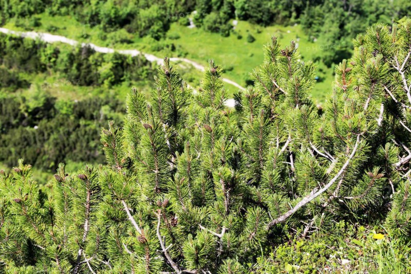 Mountain pine (Pinus mugo)