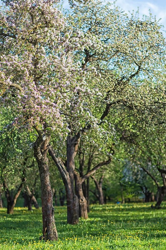 Blooming apple trees in spring park