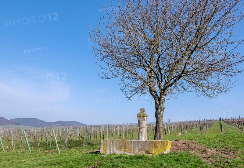Fountain in the vineyards, Southern Wine Route, Southern Palatinate, Palatinate, Rhineland-Palatinate, Germany, Europe