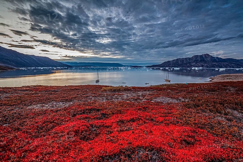 Autumn coloured tundra at fjord with icebergs, mountains, sailing boats, evening mood, Scoresby Sound, East Greenland, Greenland, North America