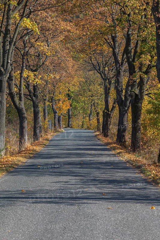 Alley of oak trees in autumn colors