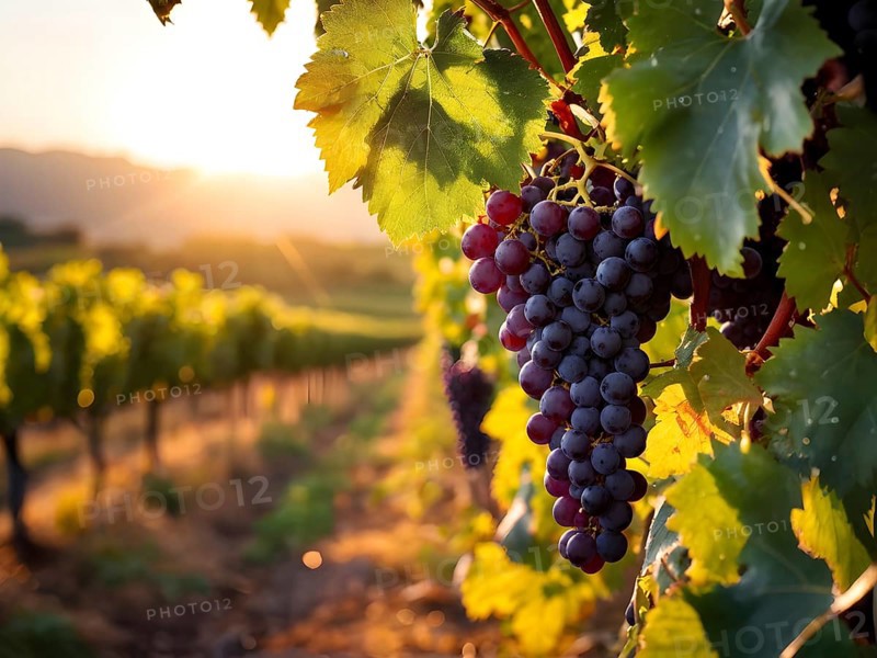 Harvest ready grape bunches with water droplets sparkling in the sunlight, AI generated