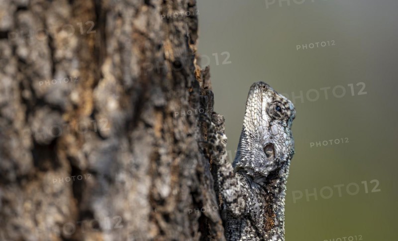 Blue-throated dragon (Acanthocercus atricollis), female sitting on a tree trunk, camouflage, Kruger National Park, South Africa, Africa