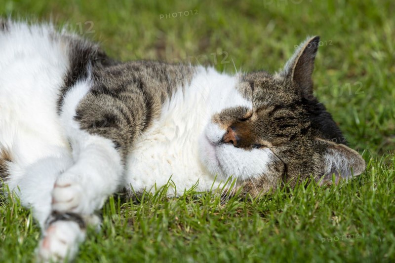 Snoozing and contented domestic cat (Felis catus), Blaustein, Baden-Württemberg, Germany, Europe
