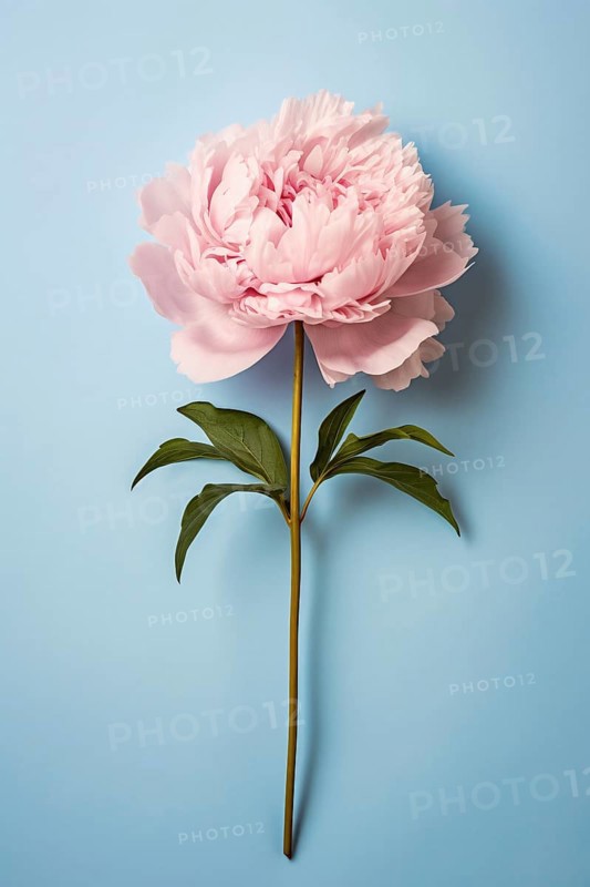 Single pink peony flower on blue background. KI generiert, generiert AI generated