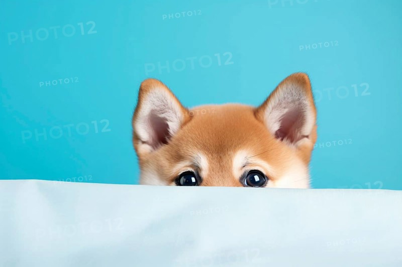 Cute Shiba Inu dog peeking up behind white cloth on blue background. KI generiert, generiert AI generated