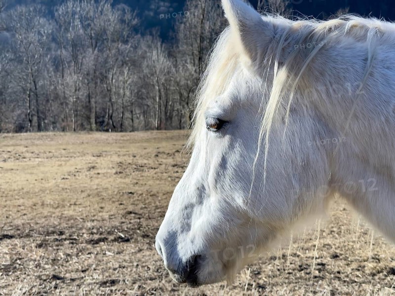 Close Up on a Beautiful White Horse in Profile with Sunlight in a Sunny Day in Switzerland