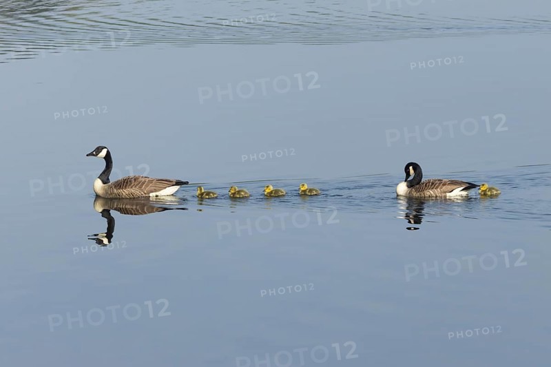 Canada goose (Branta canadensis) family of two adult birds and five juvenile goslings on a lake, England, United Kingdom, Europe