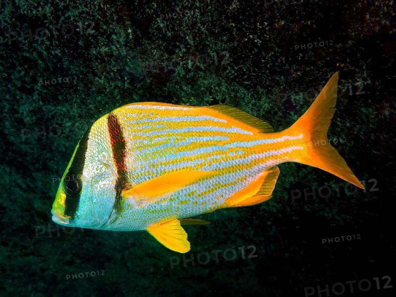Fish with a yellow stripe pattern, porkfish (Anisotremus virginicus), swimming in the dark ocean. Dive site John Pennekamp Coral Reef State Park, Key Largo, Florida Keys, Florida, USA, North America