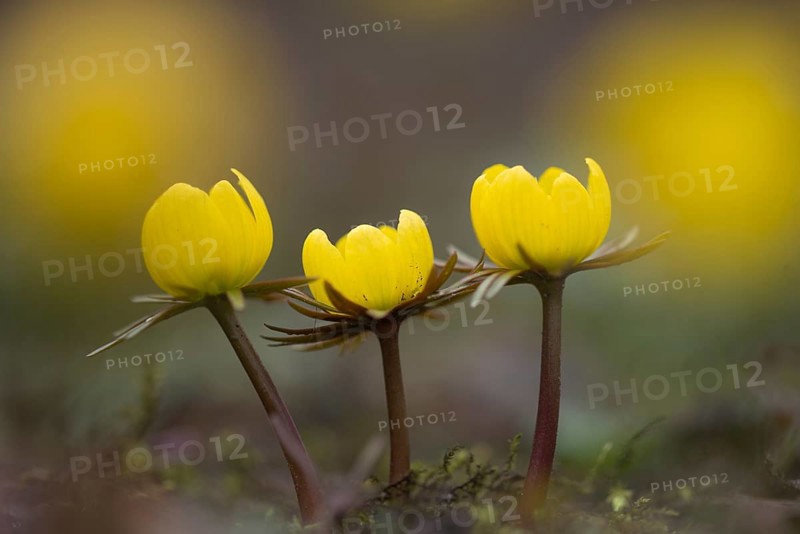 Winter aconite (Eranthis hyemalis) in bloom, plant, flower, early bloomer, yellow, Hanover, Lower Saxony, Germany, Europe