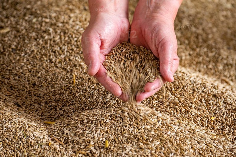 Grain in one hand, grain, harvest, harvest thanksgiving, agriculture, yield, Vechta, Lower Saxony, Germany, Europe
