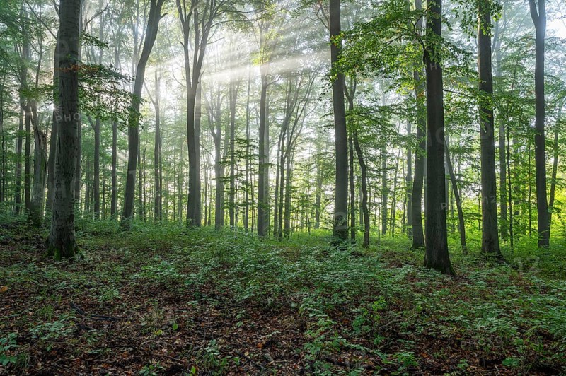 European beech forest, common beeches (Fagus sylvatica), sunbeams, Hainich National Park, Thuringia, Germany, Europe