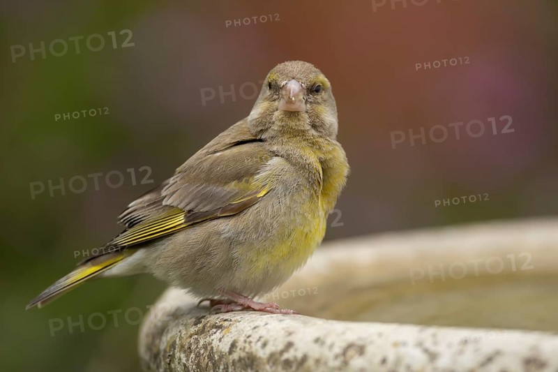 European greenfinch (Chloris chloris) adult bird on a garden bird water bath in the summer, Suffolk, England, United Kingdom, Europe