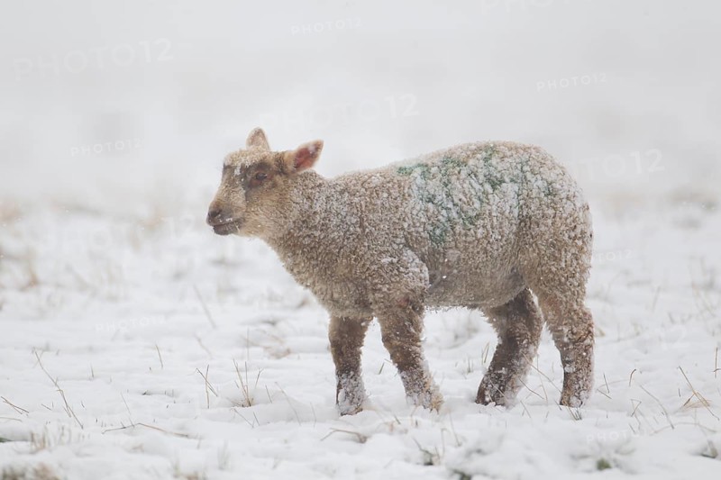 Domestic sheep (Ovis aries) juvenile baby lamb farm animal standing in a snow covered grass field in winter, England, United Kingdom, Europe