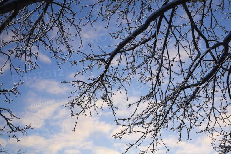 Close-up of overhanging silhouetted deciduous tree branches covered with ice against a blue sky with white clouds in winter, Quebec, Canada, North America
