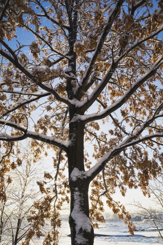 Silhouetted Quercus, Oak tree with spreading branches and brown leaves covered with ice and snow in winter at sunrise, Ile St-Jean, Terrebonne, Lanaudiere, Quebec, Canada, North America