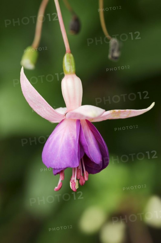 Fuchsia 'Eva Boerg' (Fuchsia hybride), flowers, ornamental plant, North Rhine-Westphalia, Germany, Europe