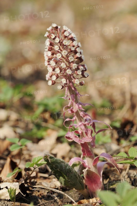 Butterbur (Petasites hybridus), inflorescence, North Rhine-Westphalia, Germany, Europe