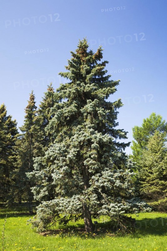 Picea pungens 'Bakeri', Colorado Spruce tree in spring, Montreal, Botanical Garden, Quebec, Canada, North America