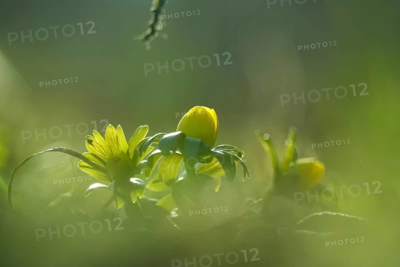 Winter aconites (Eranthis hyemalis), Germany, Europe