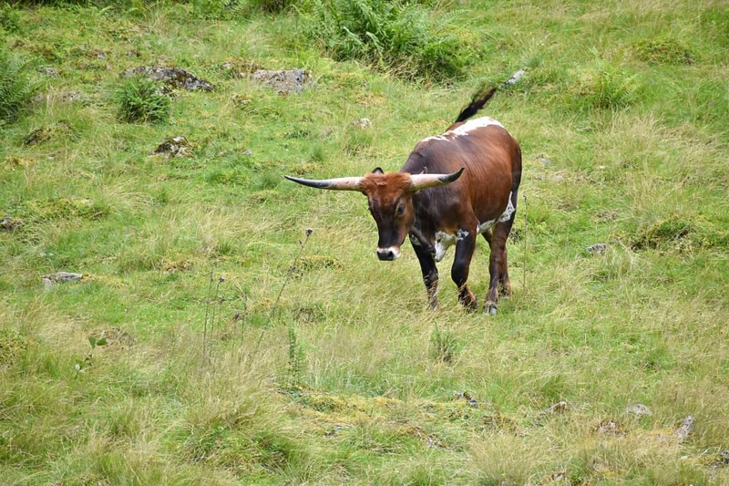 Texas Longhorn cattle on a mountain pasture near St. Nikolaus im Sölktal, Niedere Tauern, Styria, Austria, Europe