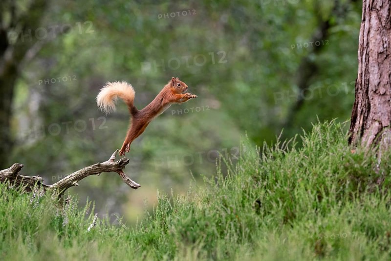 Squirrel (Sciurus), forest, Aviemore, Scotland, Great Britain