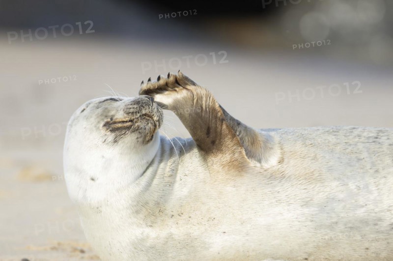 Common seal (Phoca vitulina) adult animal scratching its nose on a seaside beach, Norfolk, England, United Kingdom, Europe
