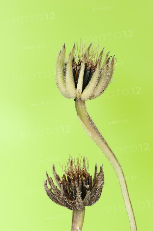 Cretaceous ragwort (Hedypnois rhagadioloides, Hedypnois cretica), fruit stand, Camargue, Provence, southern France