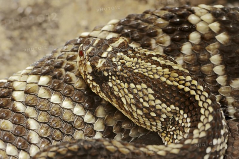 Shiver rattlesnake or cascabel rattlesnake (Crotalus durissus), captive, occurring in South America