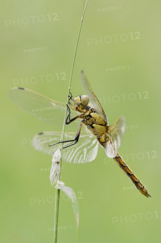 Black-tailed skimmer (Orthetrum cancellatum), female, North Rhine-Westphalia, Germany, Europe