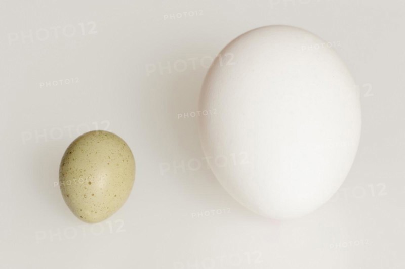 Chinese dwarf quail (Synoicus chinensis, Coturnix chinensis), egg and hen's egg, domestic chicken (Gallus gallus domesticus) on white background