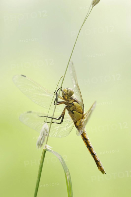 Black-tailed skimmer (Orthetrum cancellatum), female, North Rhine-Westphalia, Germany, Europe