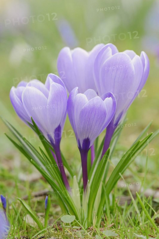 Crocuses (Crocus spec.) in bloom in spring, North Rhine-Westphalia, Germany, Europe