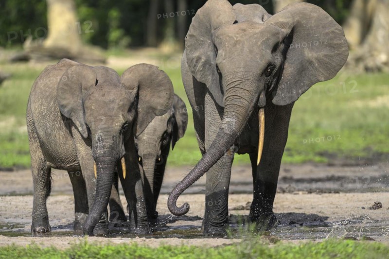 African forest elephants (Loxodonta cyclotis) in the Dzanga Bai forest clearing, Dzanga-Ndoki National Park, Unesco World Heritage Site, Dzanga-Sangha Complex of Protected Areas (DSPAC), Sangha-Mbaéré Prefecture, Central African Republic, Africa