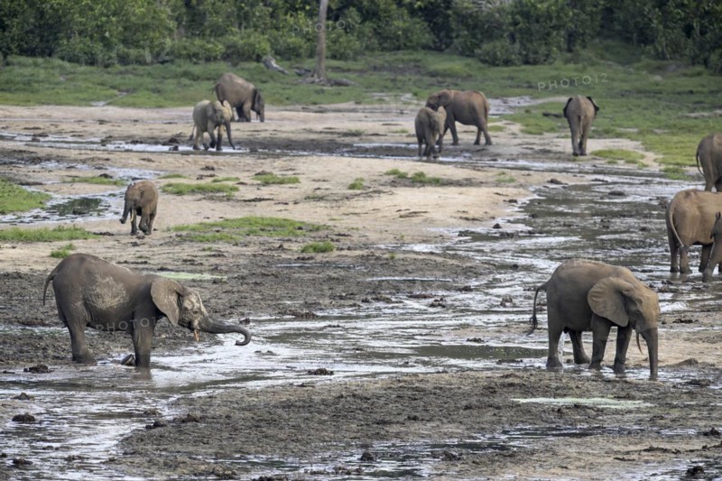 African forest elephants (Loxodonta cyclotis) in the Dzanga Bai forest clearing, Dzanga-Ndoki National Park, Unesco World Heritage Site, Dzanga-Sangha Complex of Protected Areas (DSPAC), Sangha-Mbaéré Prefecture, Central African Republic, Africa