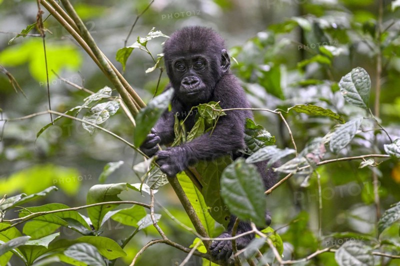 Western lowland gorilla (Gorilla gorilla gorilla) near the Baï-Hokou forest clearing, juvenile, Dzanga-Ndoki National Park, Unesco World Heritage Site, Dzanga-Sangha Complex of Protected Areas (DSPAC), Sangha-Mbaéré Prefecture, Central African Republic, Africa