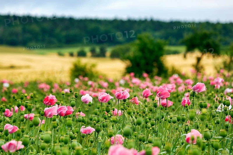 Opium poppy (Papaver somniferum), cultivation of edible poppy, poppy field, pink flowers and seed capsules, Germerode, Meißner, Geo-nature park Park Frau-Holle-Land, Hesse, Germany, Europe
