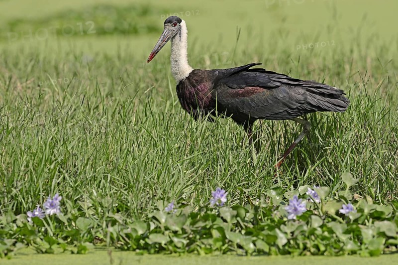 Woolly-necked stork or Asian woolly-necked stork (Ciconia episcopus episcopus), Keoladeo Ghana National Park, Rajasthan, India, Asia