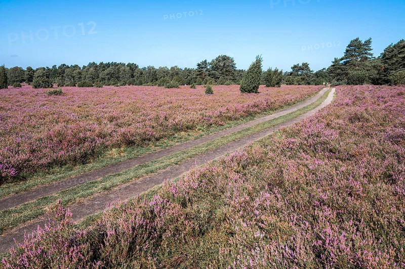 Path through heathland, flowering common heather (Calluna vulgaris), blue sky, Lüneburg Heath, Lower Saxony, Germany, Europe