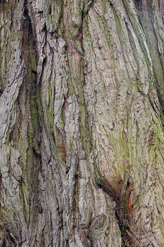 Giant sequoia (Sequoiadendron giganteum), bark, ornamental tree, North Rhine-Westphalia, Germany, Europe