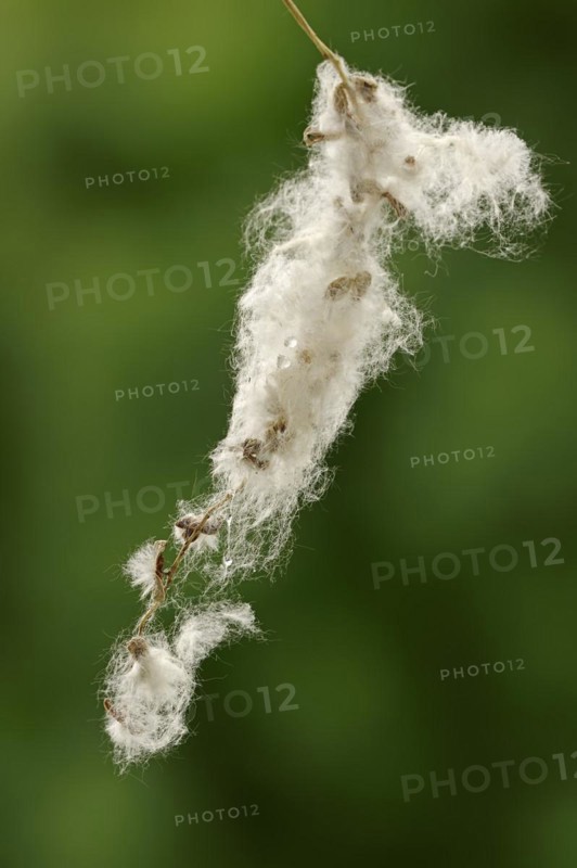 Bastard black poplar or Canada poplar (Populus ×canadensis, Populus ×euramericana), seeds with flying hairs, North Rhine-Westphalia, Germany, Europe