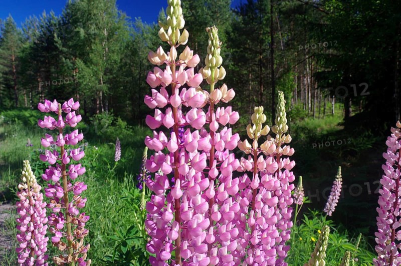 Lupins in full bloom under a blue sky, surrounded by a green forest in a sunny atmosphere, Dalsland, Sweden, Europe