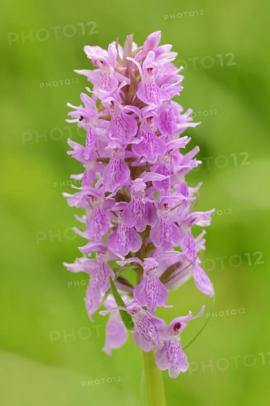 Moorland spotted orchid (Dactylorhiza maculata), inflorescence, North Rhine-Westphalia, Germany, Europe