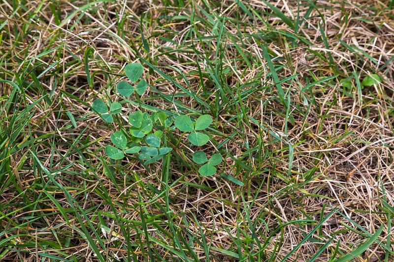 Top view and close-up of Trifolium repens, Dutch Clover growing in distressed Poa pratensis, Kentucky Bluegrass lawn in summer, Quebec, Canada, North America