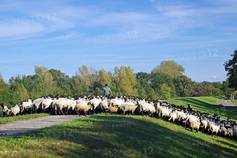 Flock of sheep following a shepherd on a rural path along a green meadow, dyke maintenance, Elbe dyke, Elbe, Penkefitz, Wendland, Lower Saxony, Germany, Europe