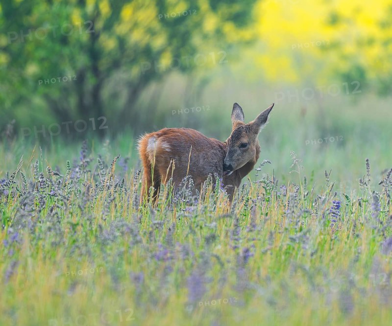 Roe deer (Capreolus capreolus), doe standing in a colourful spring meadow, in the background a yellow blossoming rape field, wildlife, Thuringia, Germany, Europe