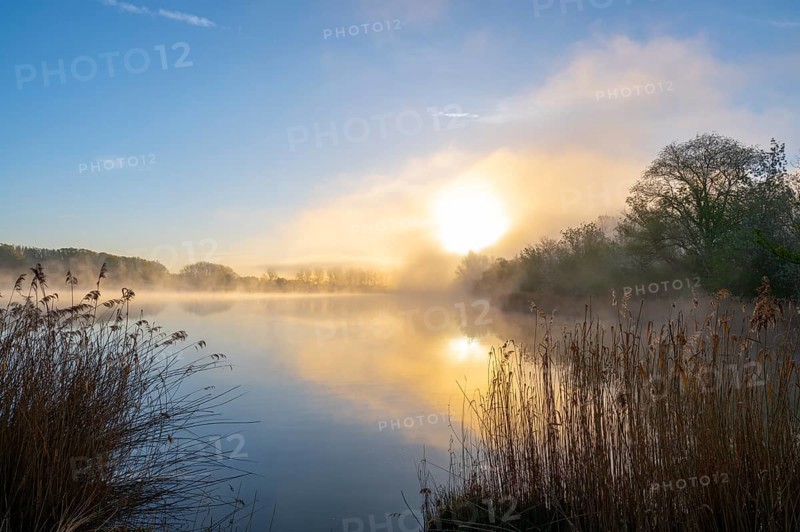 Pond landscape at sunrise, morning mist, reeds, reed (Phragmites australis), blue sky, Thuringia, Germany, Europe