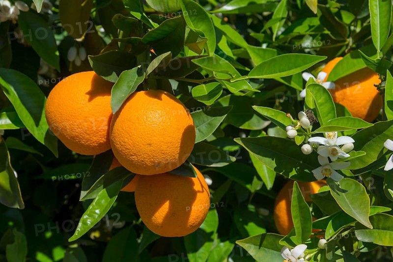 Group of oranges and white blossoms in sunlight on green leaves, orange trees near Skala, Laconia, Peloponnese, Greece, Europe