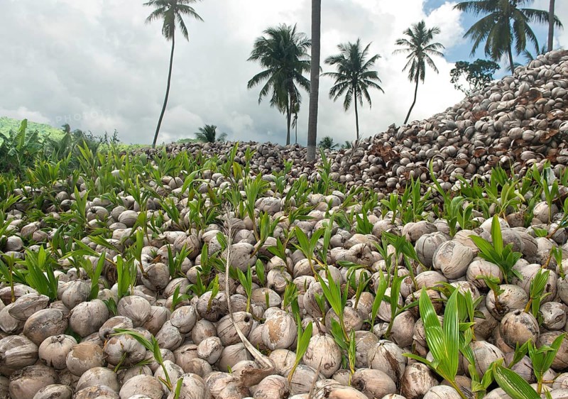 Sprouted coconuts, fruits of the coconut palm (Cocos nucifera), Koh Samui, Thailand, Asia
